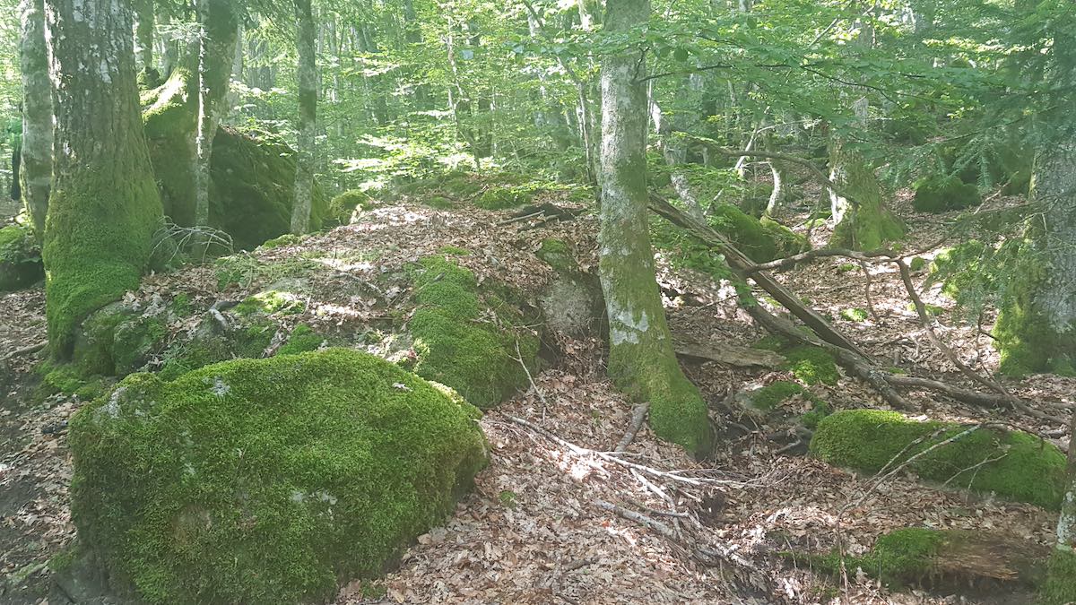 Cammino di Assisi - Foresta sacra del santuario di Chiusi della Verna