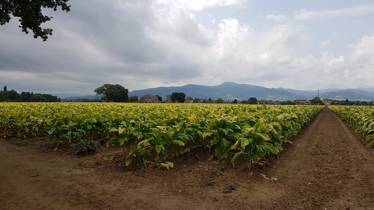 Cammino di Assisi - Distese di campi verso Città di Castello