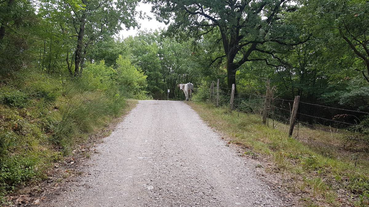 Cammino di Assisi - Sentiero verso Valfabbrica