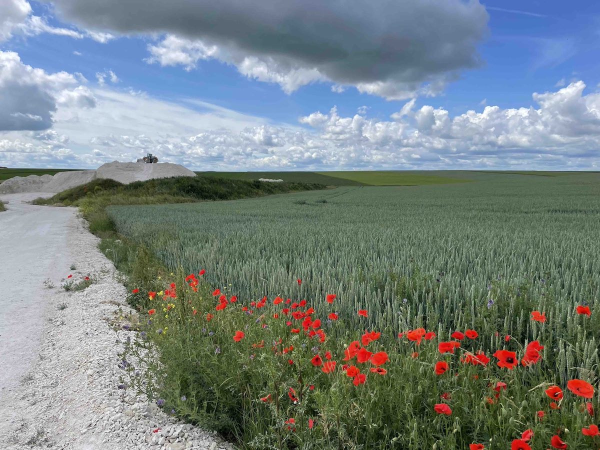 Via Francigena - Panorama tra Ambonnay e Condé-sur-Marne