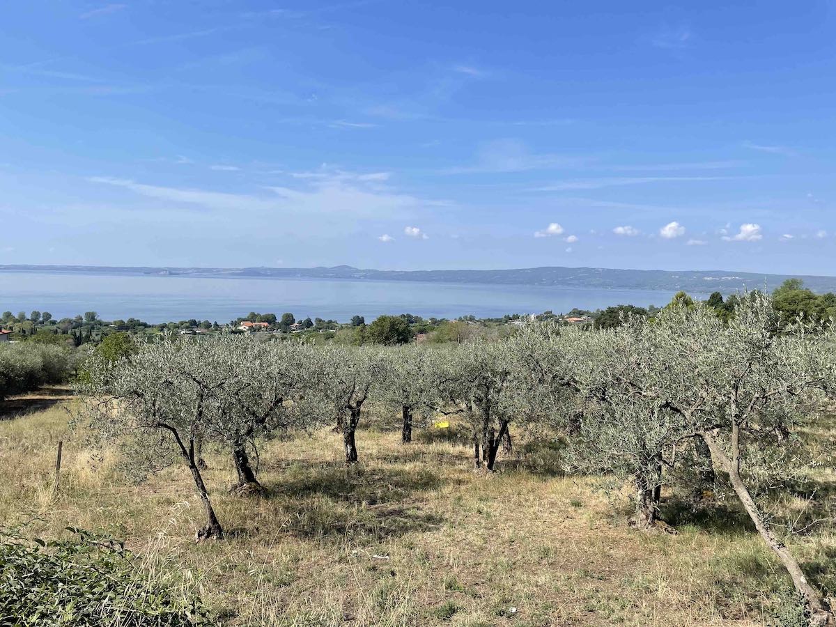 Via Francigena - Veduta del lago di Bolsena con uliveti in primo piano nel Lazio