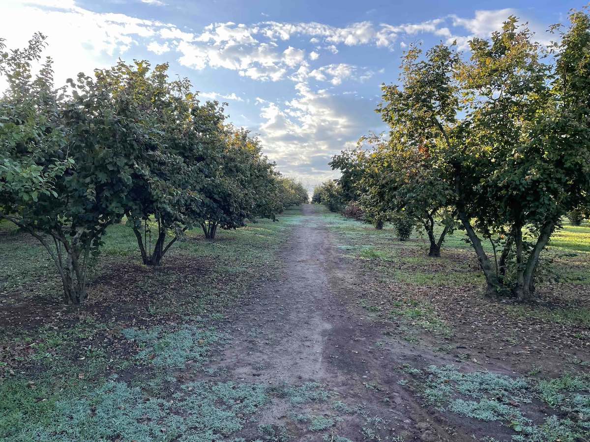 Via Francigena - Piantagioni di noccioli nei pressi di Capranica nel Lazio