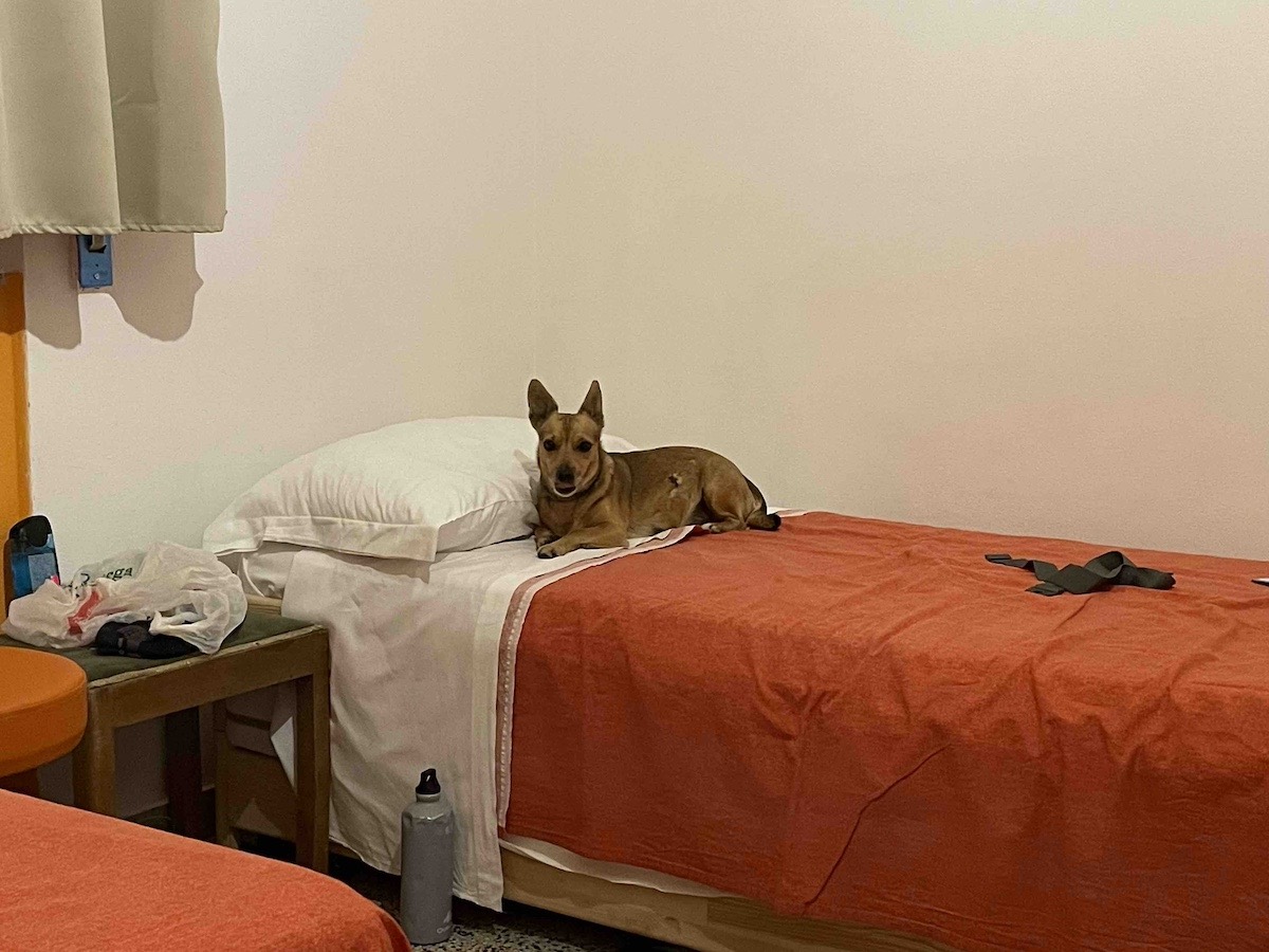 Via Francigena - Il cagnolino Jerry incontrato a Lucca in Toscana