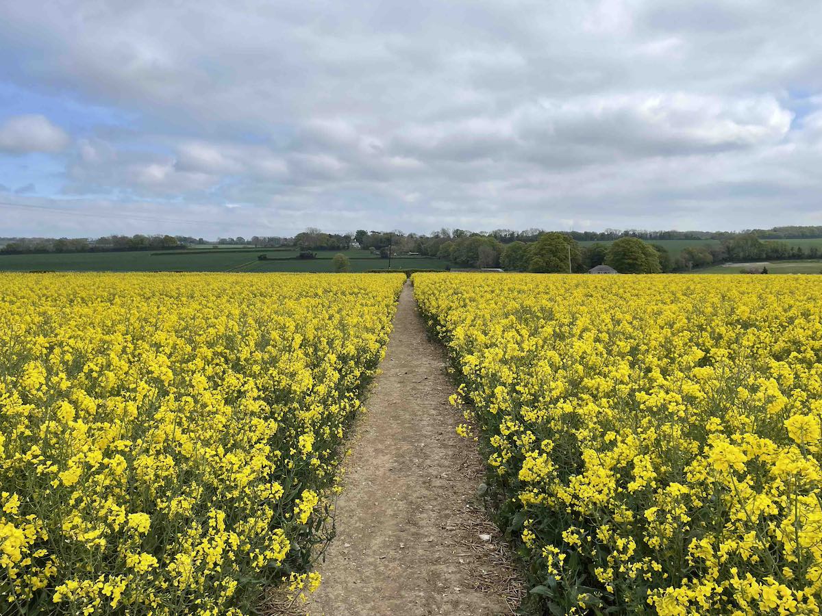 Via Francigena - Sentiero nella campagna del Kent dopo Shepherdswell lungo la North Downs Way